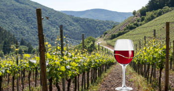 Allée des Vignerons